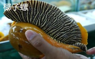 食用螺品种,田螺在各地湖泊中随处可见