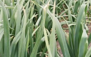 蒜苔采摘的技巧，开始甩弯时采收