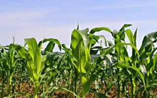 凉玉糯2号玉米品种的特性，播种至采收鲜玉米107天