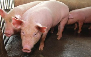 猪精子能存放多长时间，正常情况下可以保存1-2天