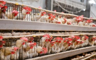 畜禽标识和养殖档案管理办法的内容，在我国境内从事相关生产等活动都要遵守