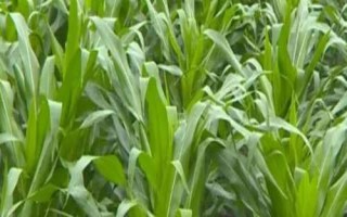 桂单919玉米种子简介,一次性播种全苗
