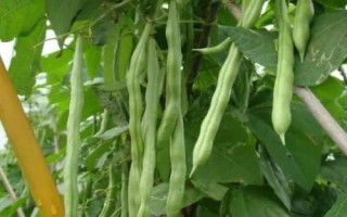 四季豆的种植时间,可春播和秋播