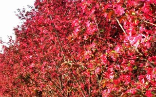 公园里面有哪些常见树，常见的有香樟、雪松等