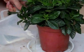 栀子花不开花的原因，主要是湿度过低、光照不足、施肥不当引起