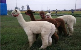 羊驼适合在什么地方养殖，适合在山区、草原等地养殖