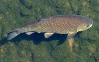 常见的鱼类品种，大部分均为淡水鱼