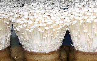 怎么防治金针菇黑斑病，关键是控制好适宜的温度和湿度