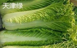 常见白菜品种有哪些，天津绿、胶州大白菜、绿秀等都是常见品种