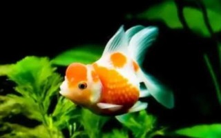 小金鱼眼睛掉了怎么办，需保持水质的清洁并用敌百虫药浴