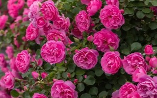 皮实好养的月季花品种，有自由精神、红色龙沙宝石等