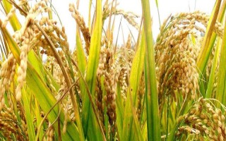 双园A水稻种子介绍,两期父本相隔3天播种