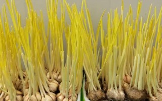 蒜黄如何栽培，播种时要尽可能密植