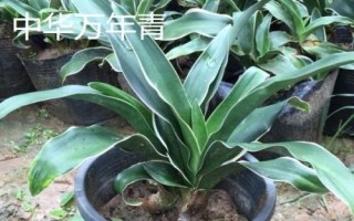 万年青的繁殖方法，可分株、扦插或者播种繁殖