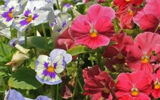 蝴蝶花有什么花语，具有请思念我、沉默的爱等寓意