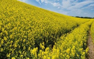 油菜的种植技术，种植之前对土壤进行翻耕