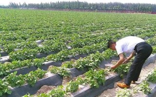 红薯膨大期的施肥方法，可采用以下3种方法