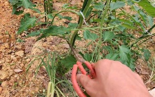 番茄怎样打枝才能多结果,可以进行单干打枝