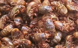 金蝉在大连能不能养,在大连能金蝉