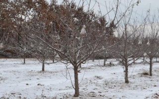 苹果树冻害的原因,气温土壤骤降会导致冻害