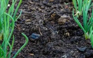 白露葱怎么种植，幼苗长出2-3片真叶后要浇水