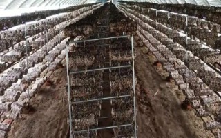 鸡枞菌的种植栽培技术，将种植温度保持在25-30℃为佳