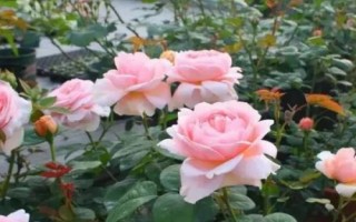 种月季用加仑盆还是控根盆，建议使用加仑盆