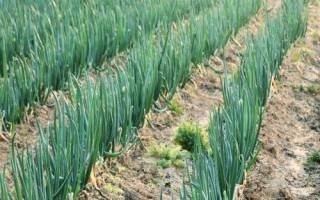 秋季大葱如何追肥，每次追肥量应稍多于上一次追肥量