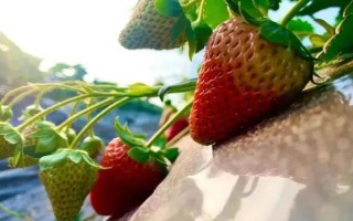草莓有哪些常见的病虫害，有叶斑病、白粉病、灰霉病等