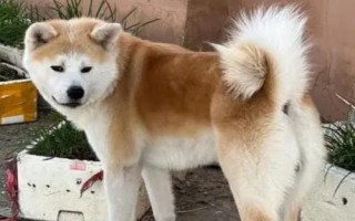 秋田犬的性格,具有稳重机警、胆大独立、高傲等特点