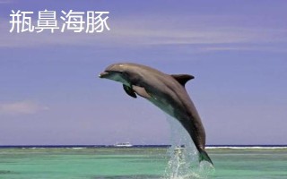 海豚的智商高吗，属于海洋生物中智商比较高的