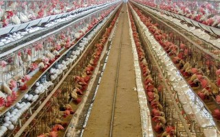 集约养殖的意思，是指采用先进技术进行高效益养殖