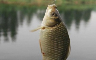 溪流钩和袖钩钓鲫鱼哪个好，首选钩型是袖钩