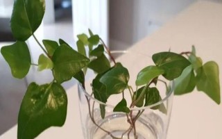 常春藤如何水培才能快速生根,放在有散射光的地方每隔1-2天换一次水