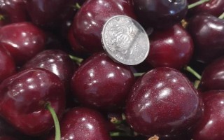 智利车厘子品种有哪些，常见的有布鲁克斯、桑提娜等