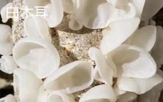 如何正确挑选白背木耳，可以用手捏或者用水泡等
