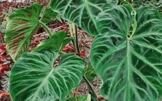 蔓绿绒能在家养吗，适合在家中养殖