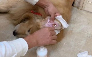 拽狗尾巴的后果,可能会遭到攻击