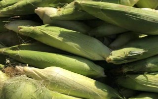 偃单8号玉米种子特征特性，充分发挥该品种的高产潜力