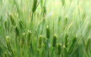 陇春30号小麦种子特征特性，每亩适宜基本苗50～60万