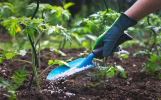对植物使用硫酸亚铁的作用，能起到调节酸碱度、补充营养等效果