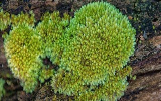 野生苔藓冬季会不会死亡，进入休眠状态后依然存活