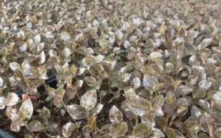 种植金线莲的前景,目前来看前景比较广阔