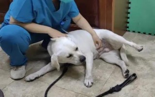 狗狗突然呕吐的原因,可能是吃的太多所致