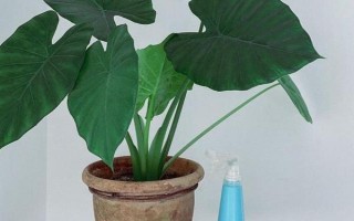 滴水观音不发芽如何处理，每天提供6小时左右的散射光可促进萌芽生长