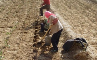 新嫁接果树苗越冬技术，土壤结冻前涂刷或洒在果苗上