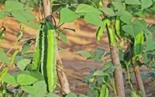 四棱豆适合在哪些地区种植，适合在云南、贵州、四川等地种植