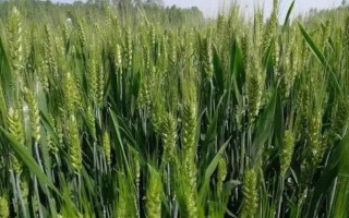 金穗116小麦品种简介，最佳播期10月18～25日