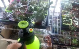 养殖多肉怎么配制土壤，一般用颗粒土和腐殖土搭配