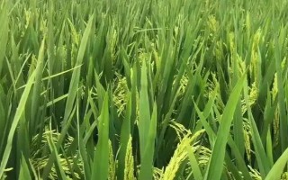 福两优2155水稻种子简介,插植密度20厘米×20厘米